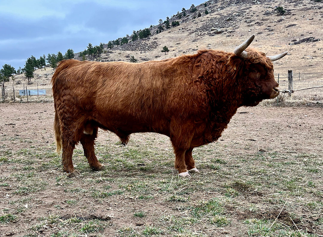McCloud Sir Duncan, Red