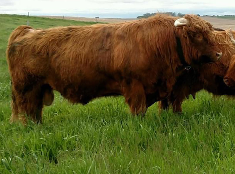 Almosta Farm's Brogan, Red