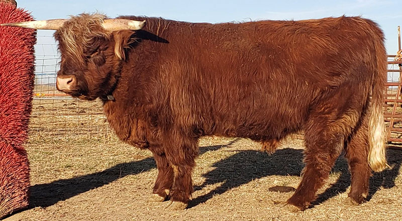 Almosta Farm's Baron, Red