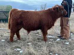 Rudy - DOB 12/24/2024