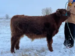 Woody - DOB 04/24/2025