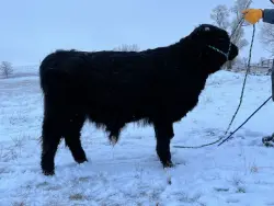 Buzz - DOB 04/24/2025