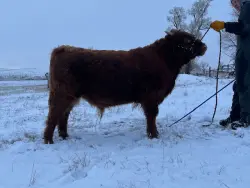 Petie - DOB 02/24/2025