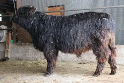 WHH Scottie - Left Side