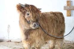 WHH Charolette's Web - Front