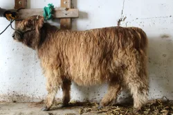 WHH Charolette's Web - Left Side