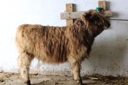 WHH Charolette's Web - Right Side