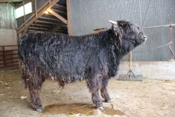 WHH Scottie - Right Side